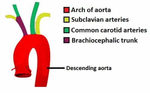 Aorta vessel