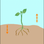 Plant responses