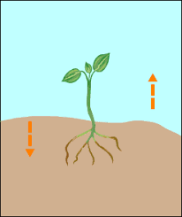 Plant responses