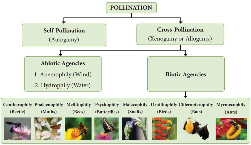 Types of pollination
